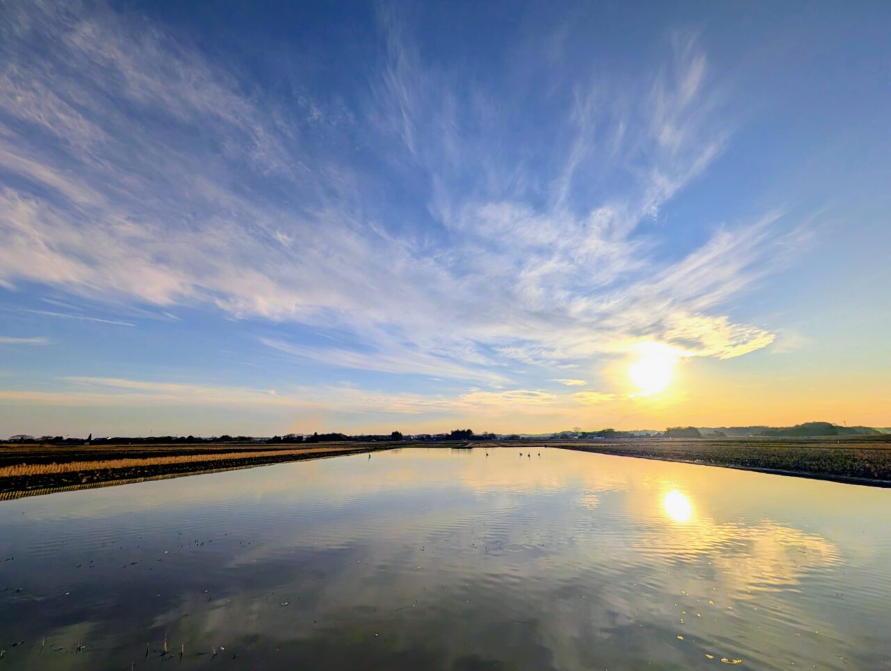 白鳥の郷2026年1月_白鳥１０