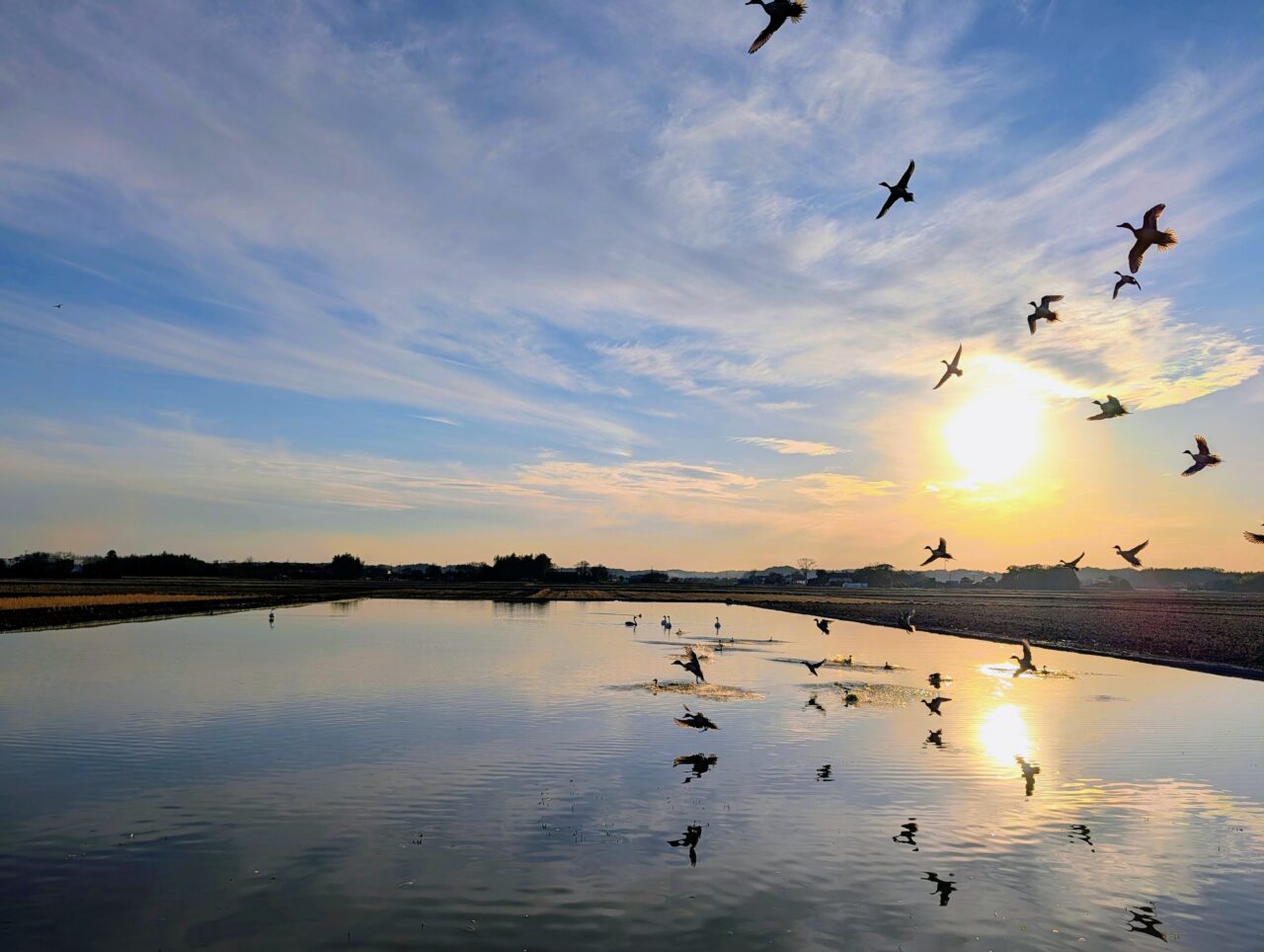 白鳥の郷2026年1月_白鳥１１