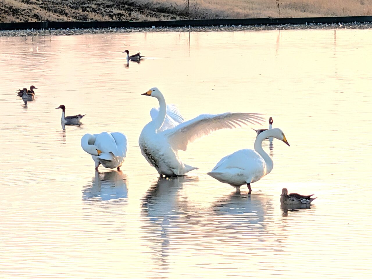 白鳥の郷2026年1月_白鳥１３－２