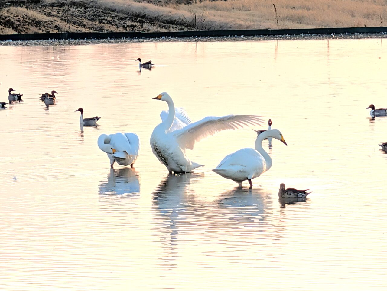 白鳥の郷2026年1月_白鳥１３