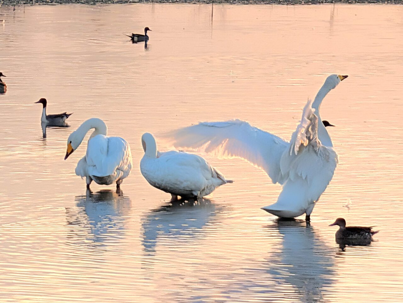 白鳥の郷2026年1月_白鳥１４