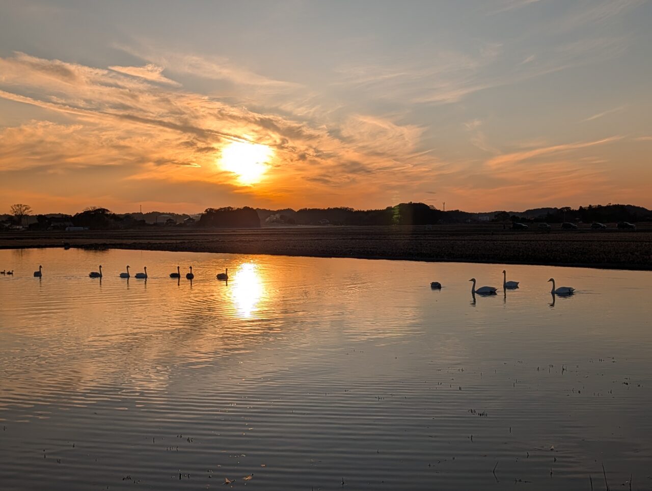 白鳥の郷2026年1月_白鳥１５