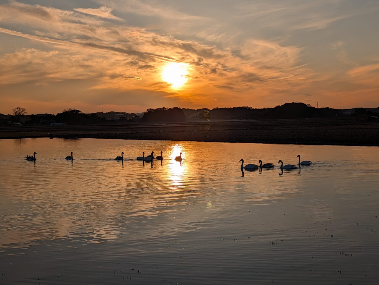 白鳥の郷2026年1月_白鳥１６