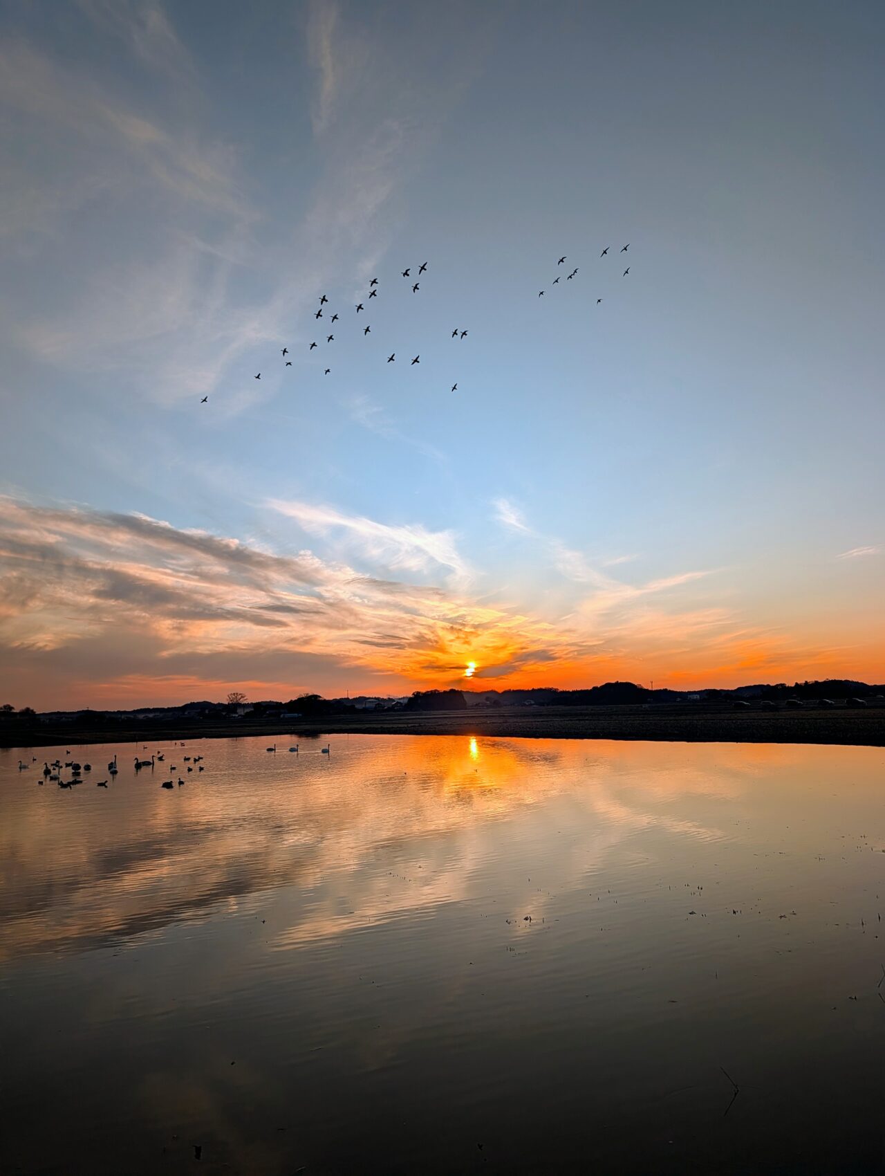 白鳥の郷2026年1月_白鳥１８