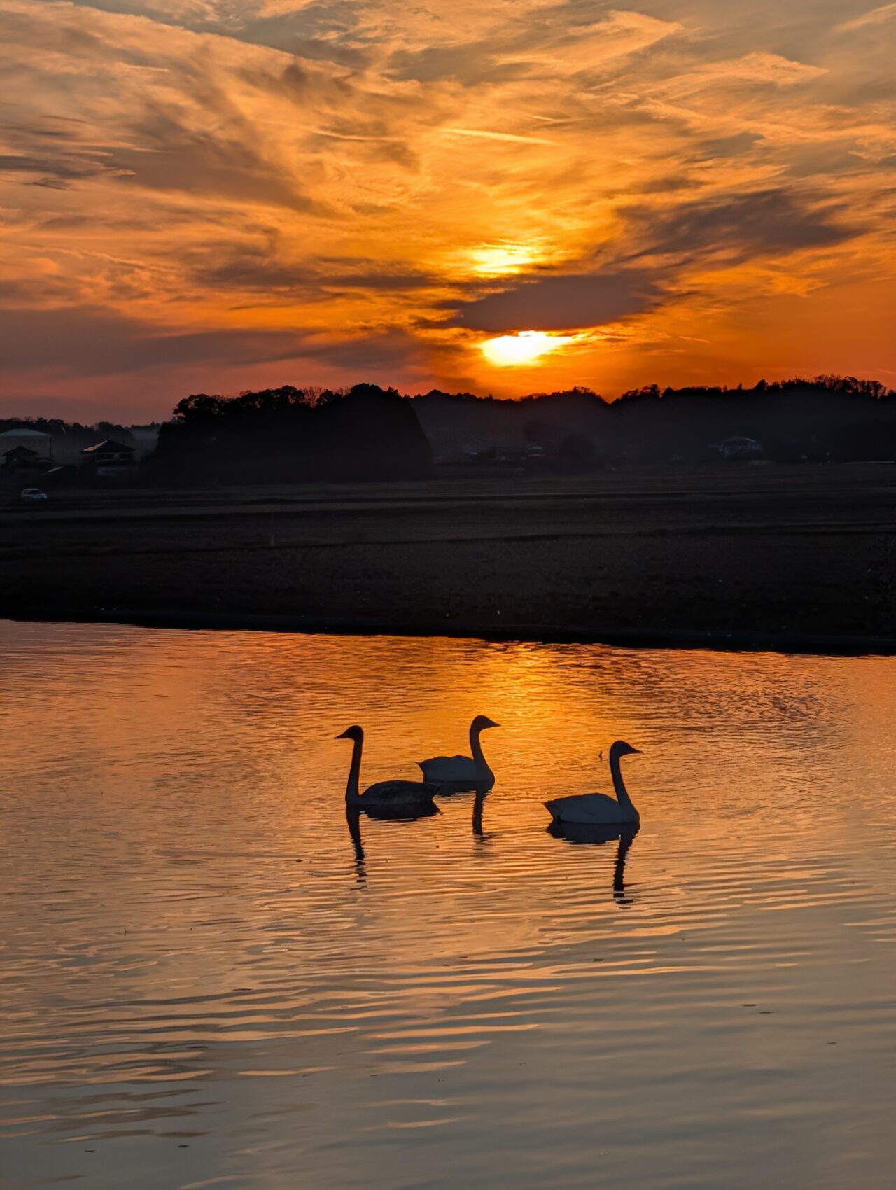 白鳥の郷2026年1月_白鳥１９