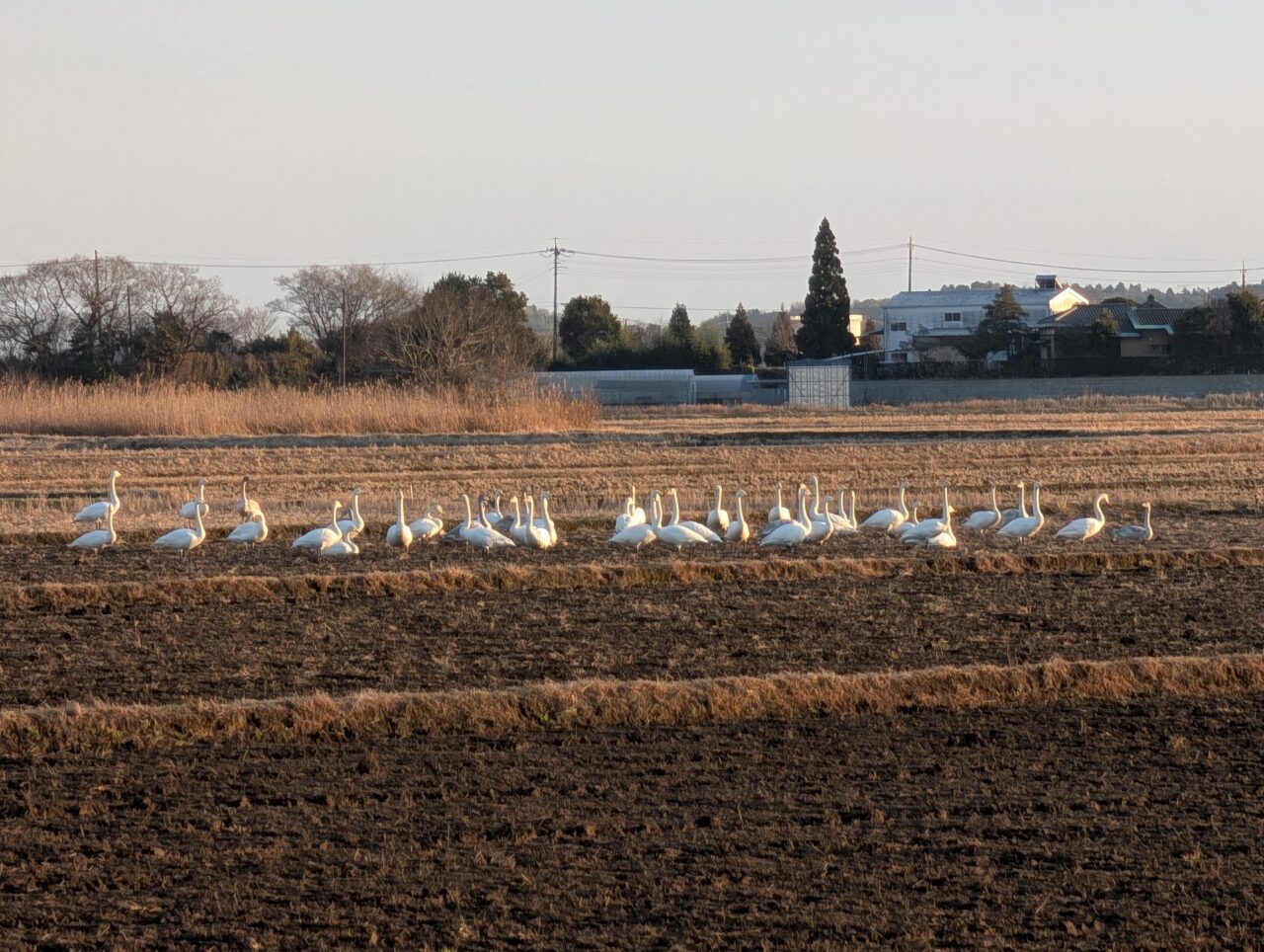 白鳥の郷2026年1月_白鳥２