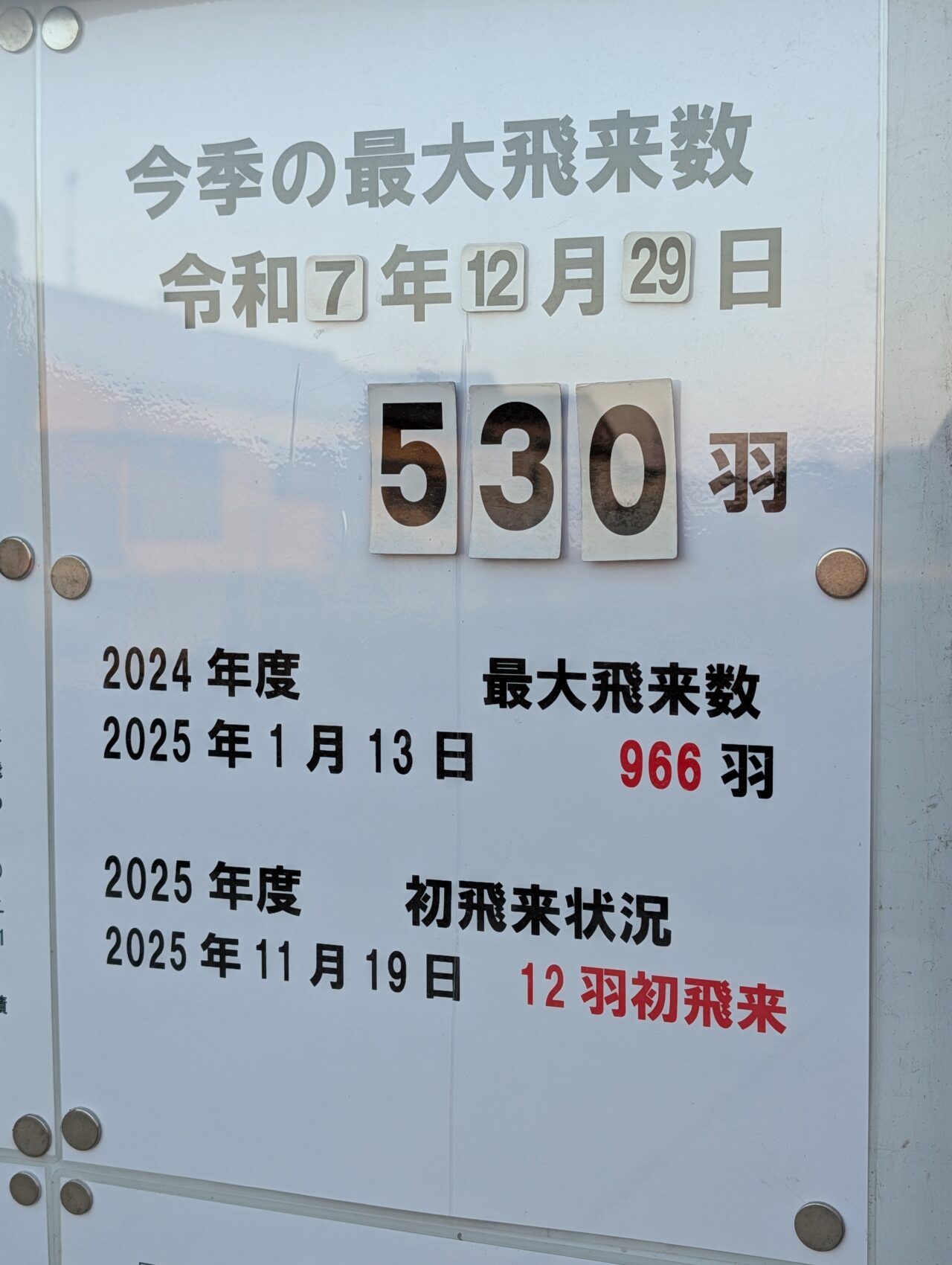 白鳥の郷2026年1月_白鳥２０