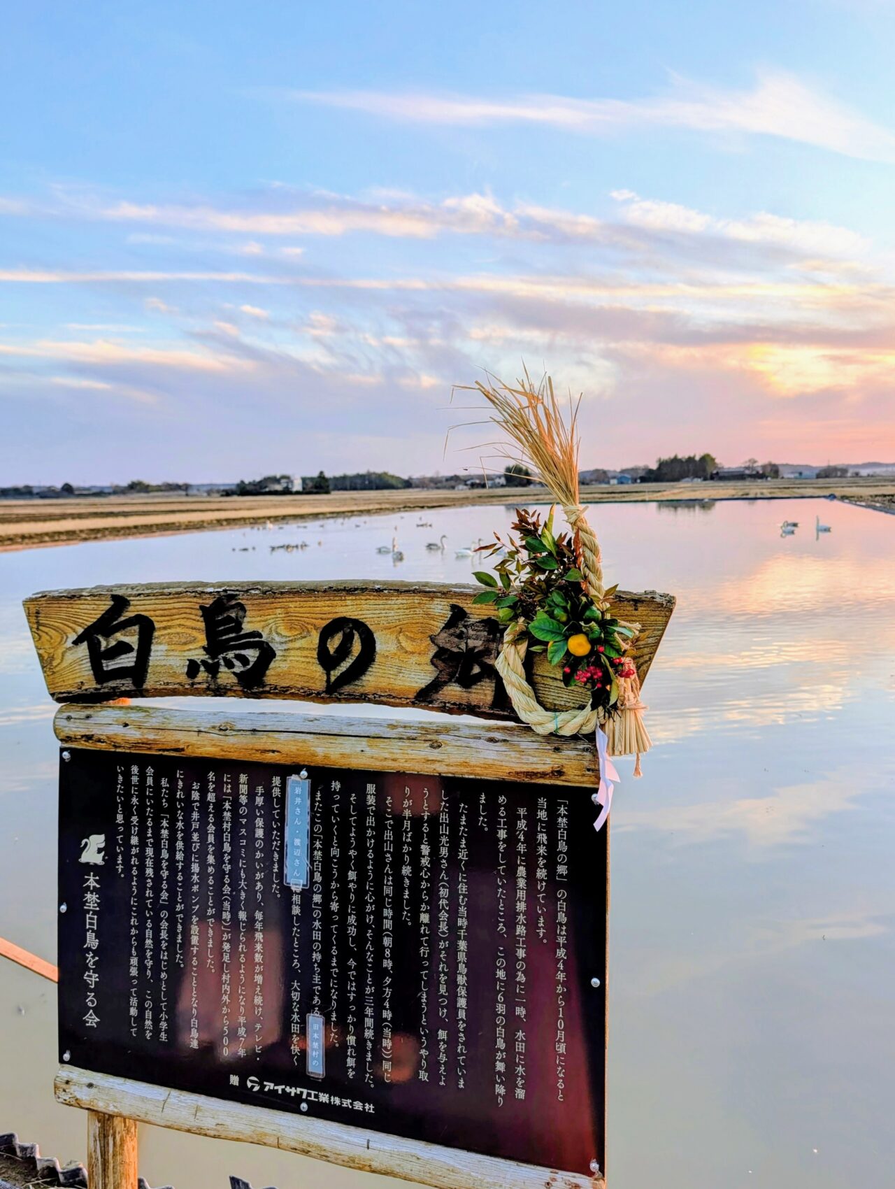 白鳥の郷2026年1月_白鳥２２