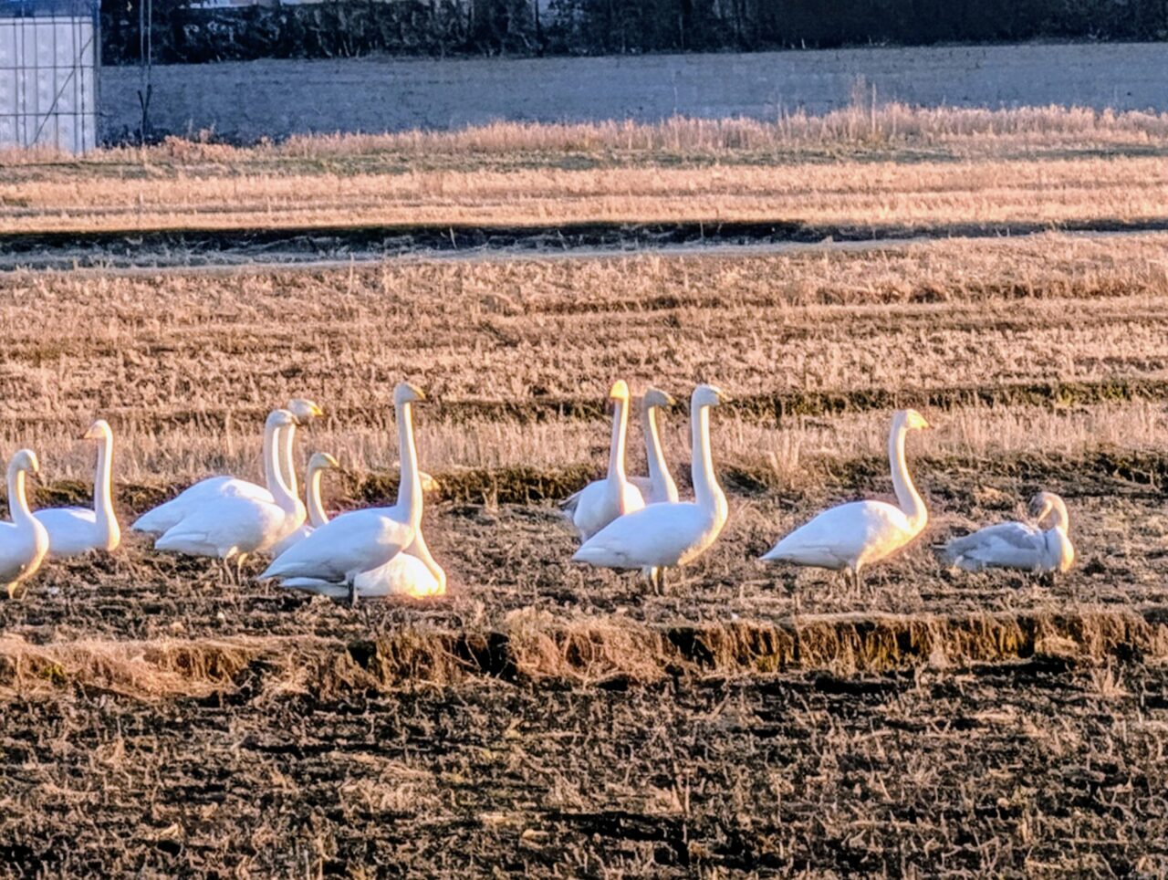 白鳥の郷2026年1月_白鳥３