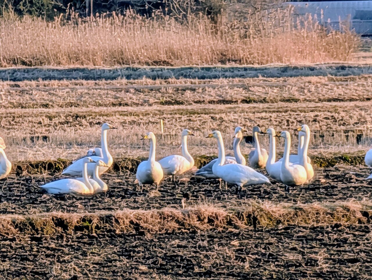 白鳥の郷2026年1月_白鳥４