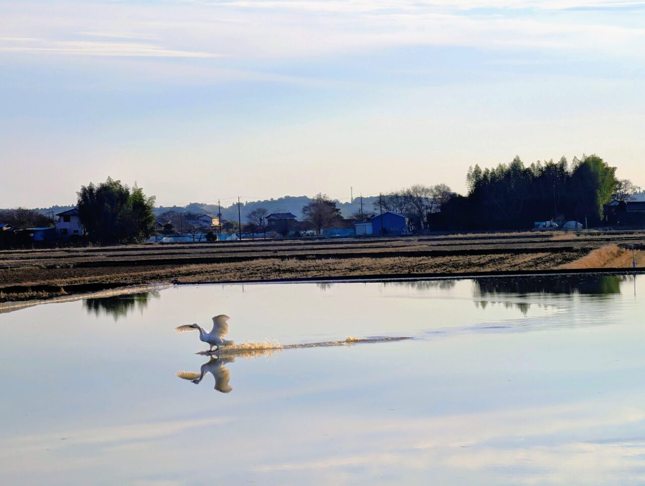 白鳥の郷2026年1月_白鳥５