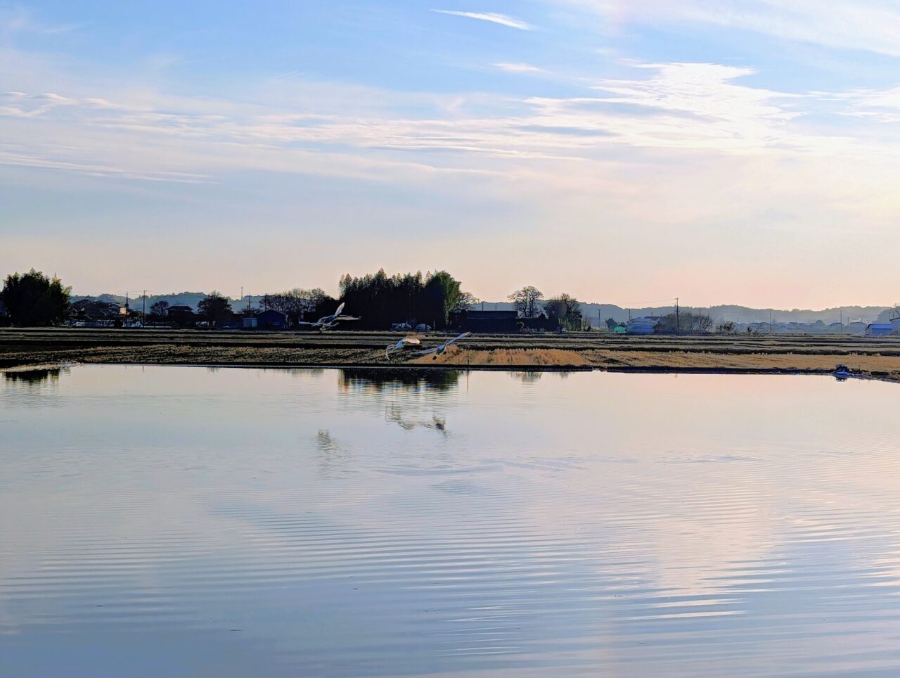 白鳥の郷2026年1月_白鳥６