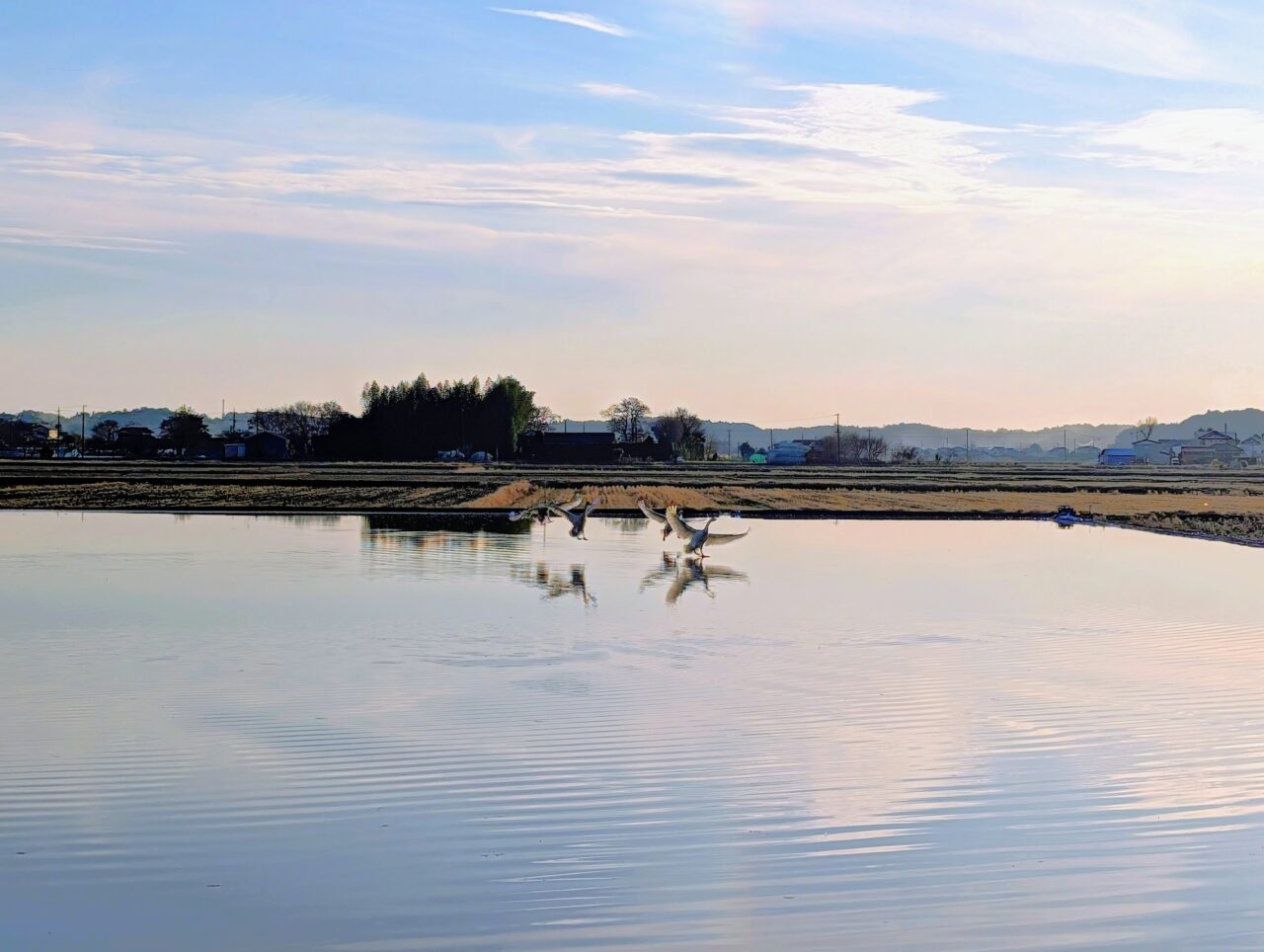白鳥の郷2026年1月_白鳥７