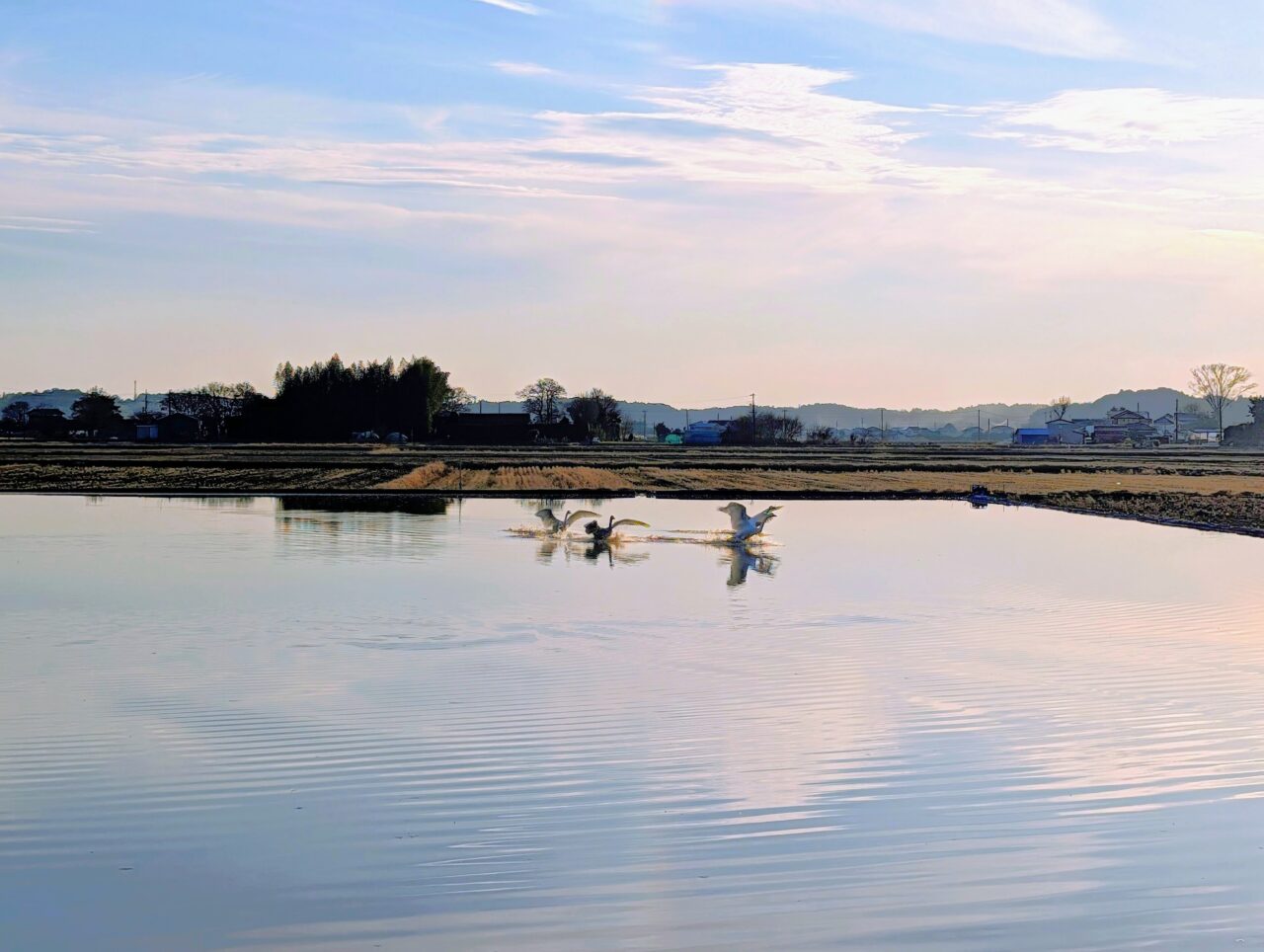 白鳥の郷2026年1月_白鳥８