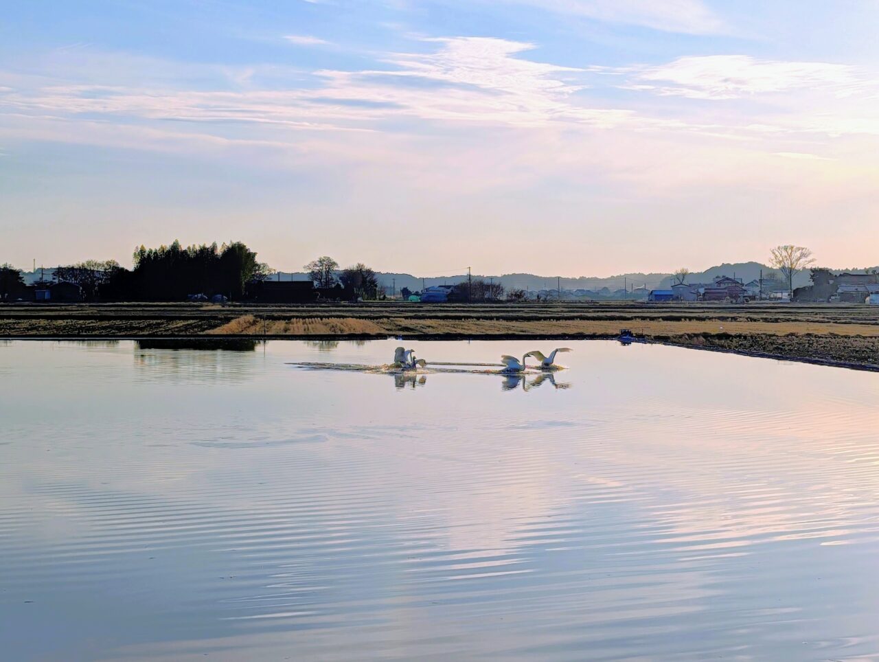 白鳥の郷2026年1月_白鳥９