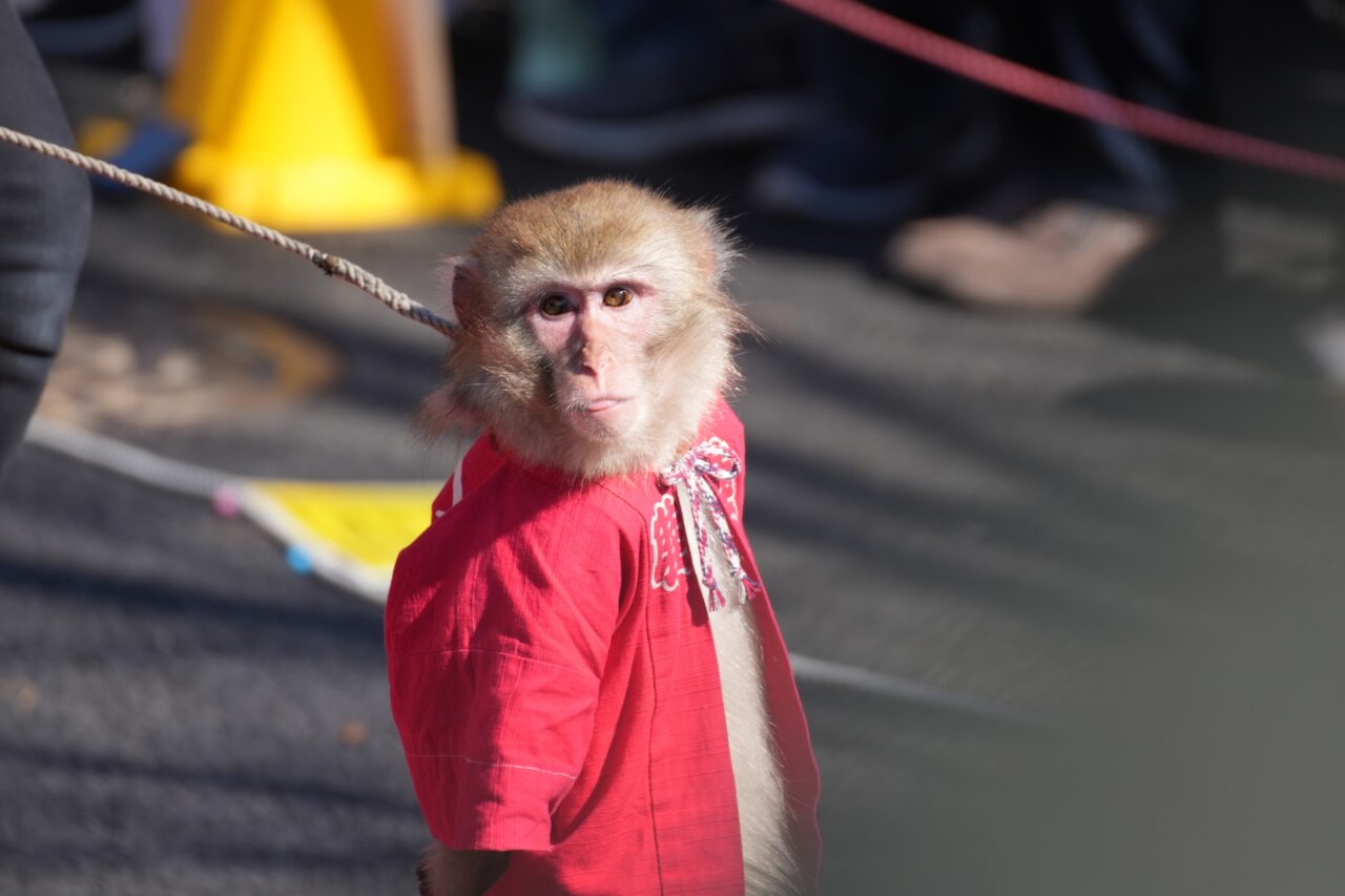 日光さる軍団BIGHOP2026年1月_イメージ