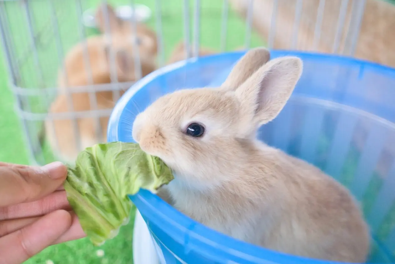 おしゃれ市場白井2026年1月_うさぎイメージ