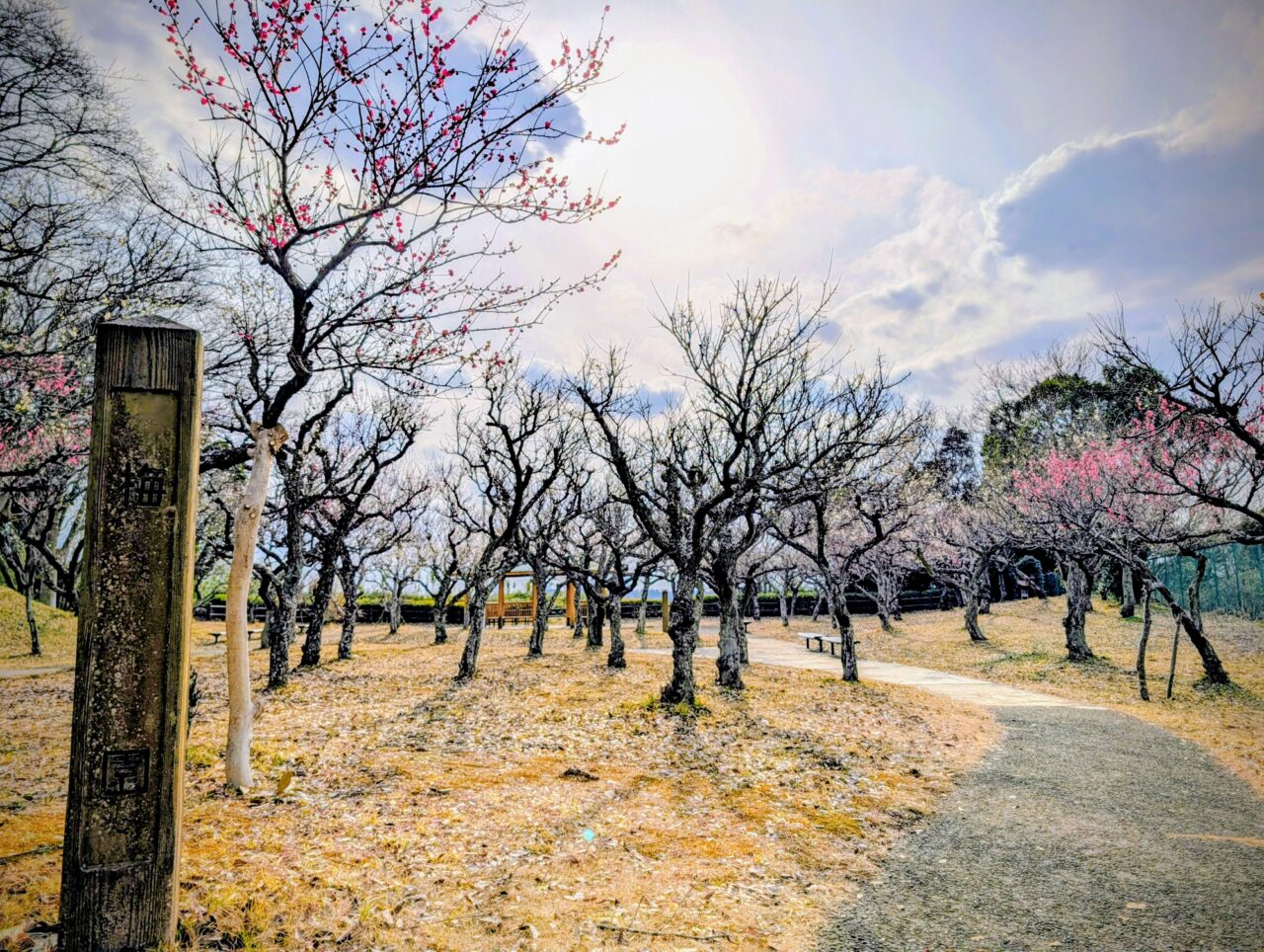 印旛沼公園梅見の会2026_梅園１