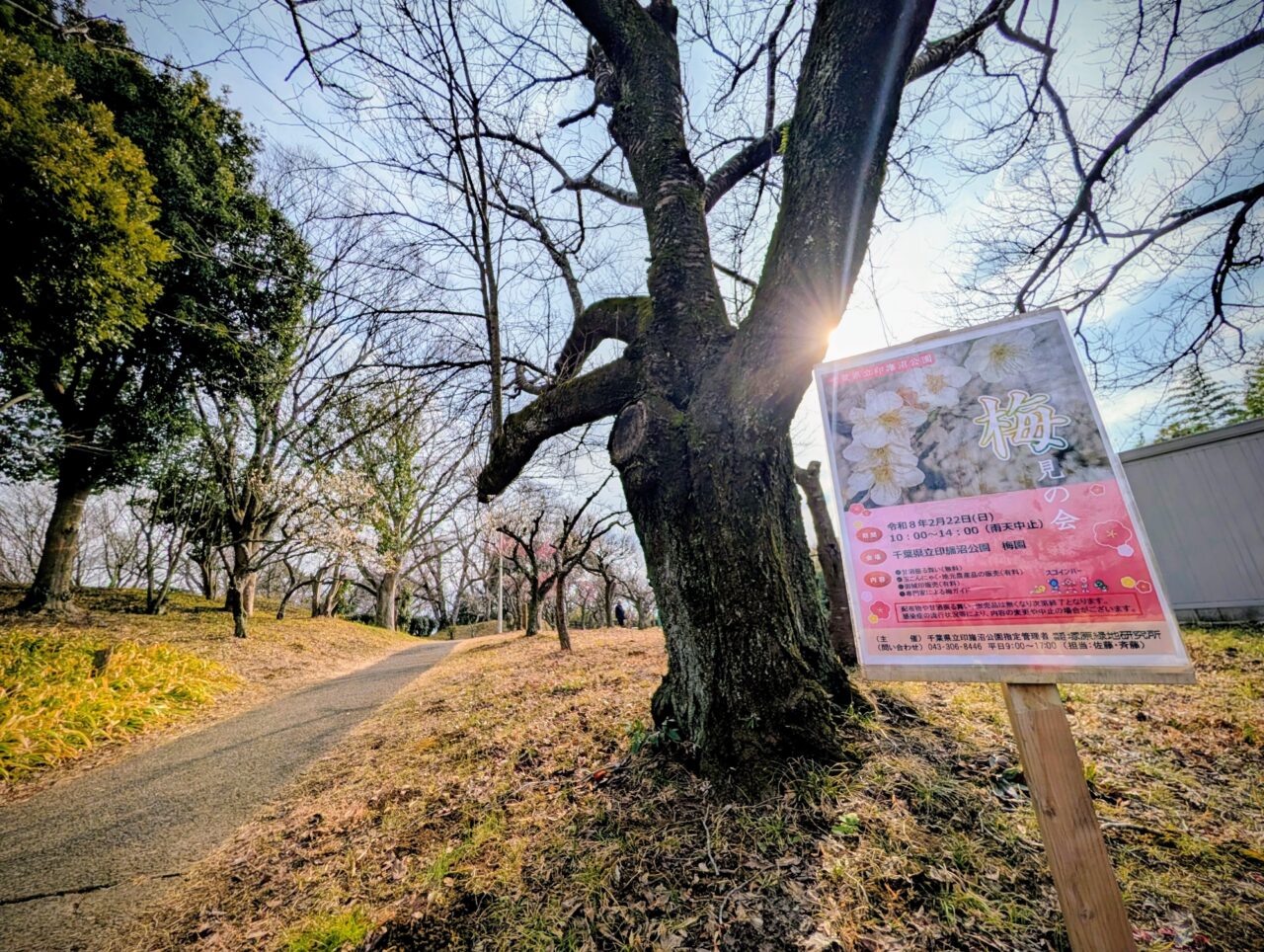 印旛沼公園梅見の会2026_ポスター２