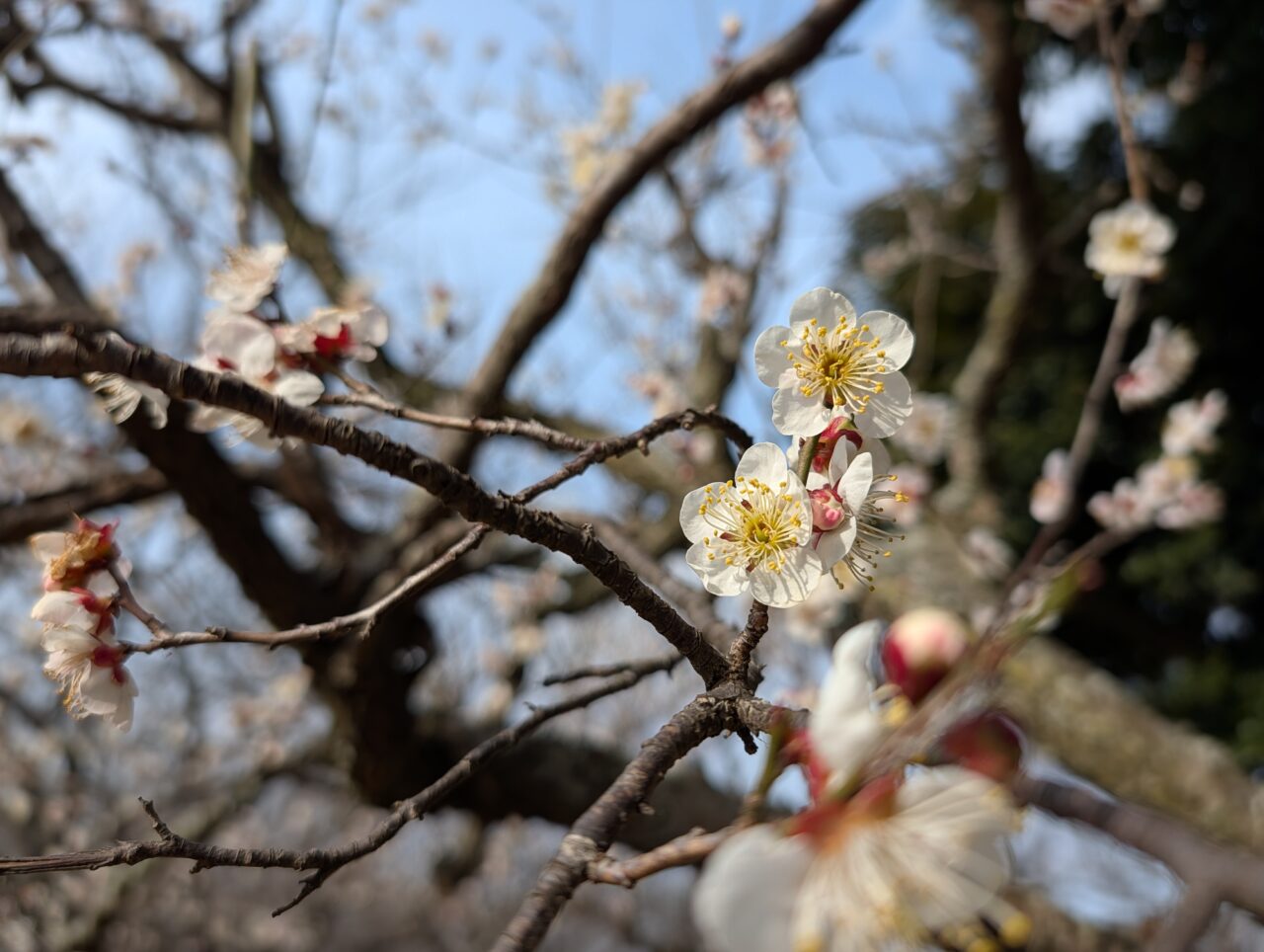 印旛沼公園梅見の会2026_梅の花１