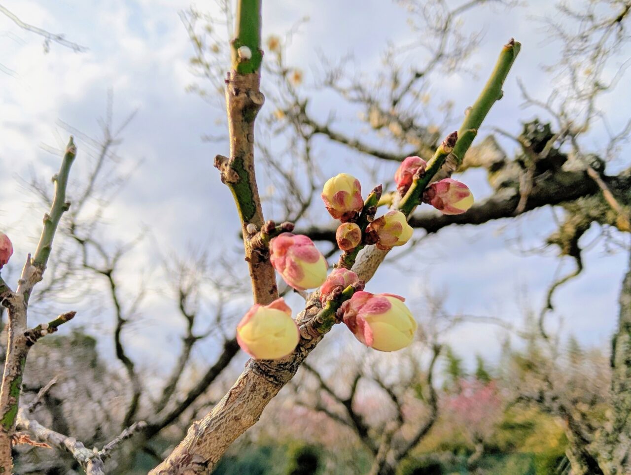 印旛沼公園梅見の会2026_梅の花３