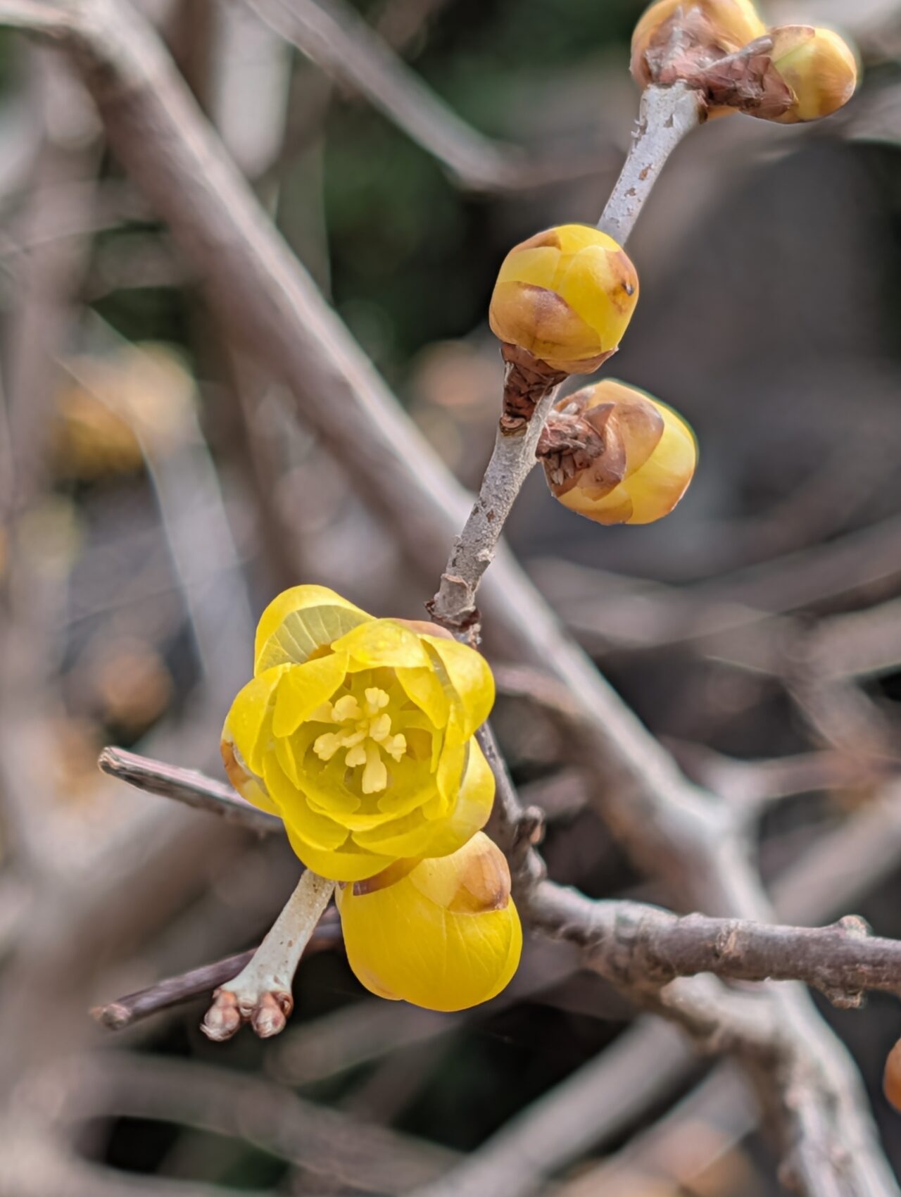 印旛沼公園梅見の会2026_梅の花４
