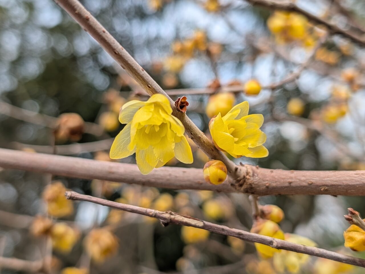 印旛沼公園梅見の会2026_梅の花５