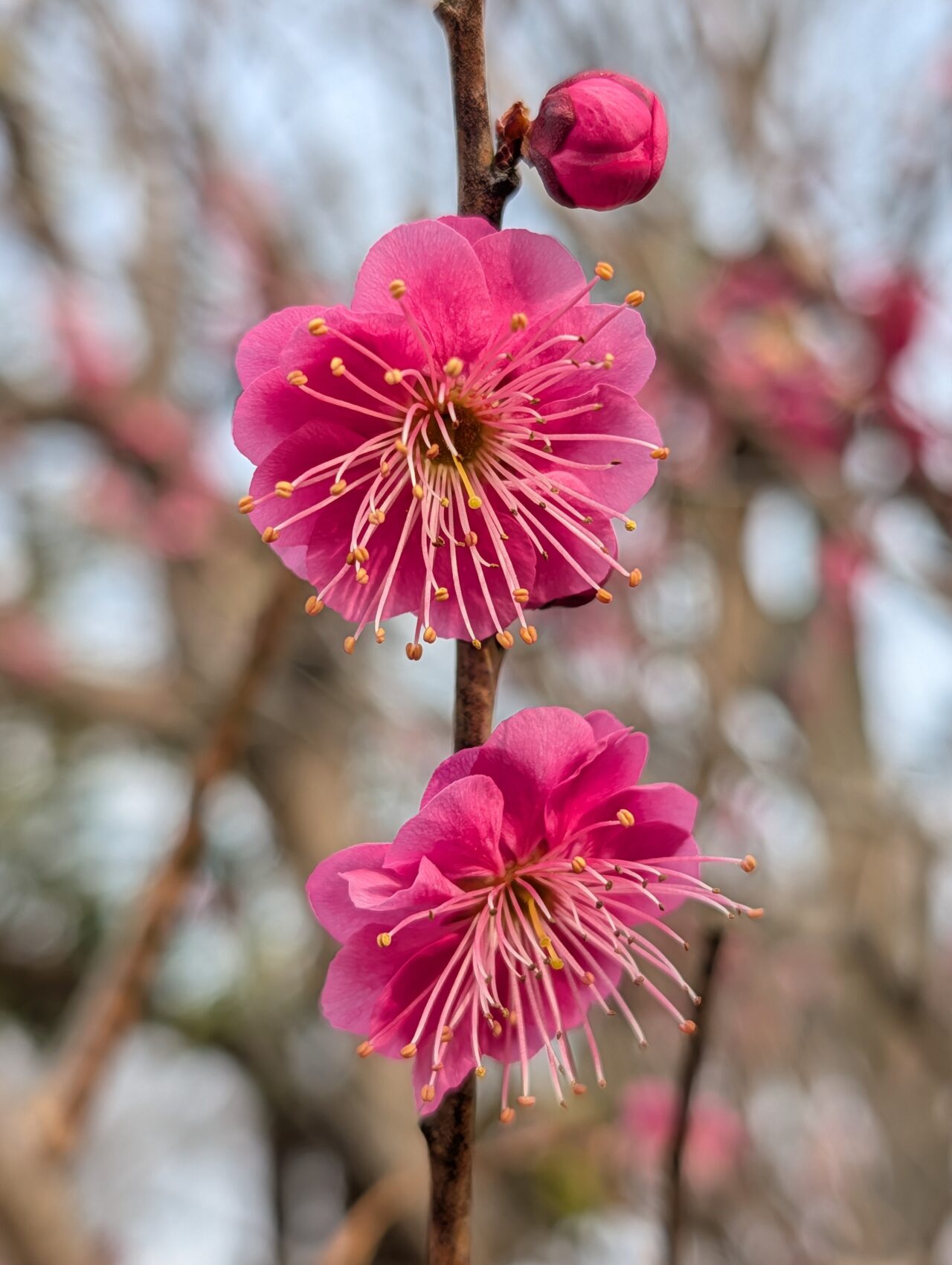 印旛沼公園梅見の会2026_梅の花６