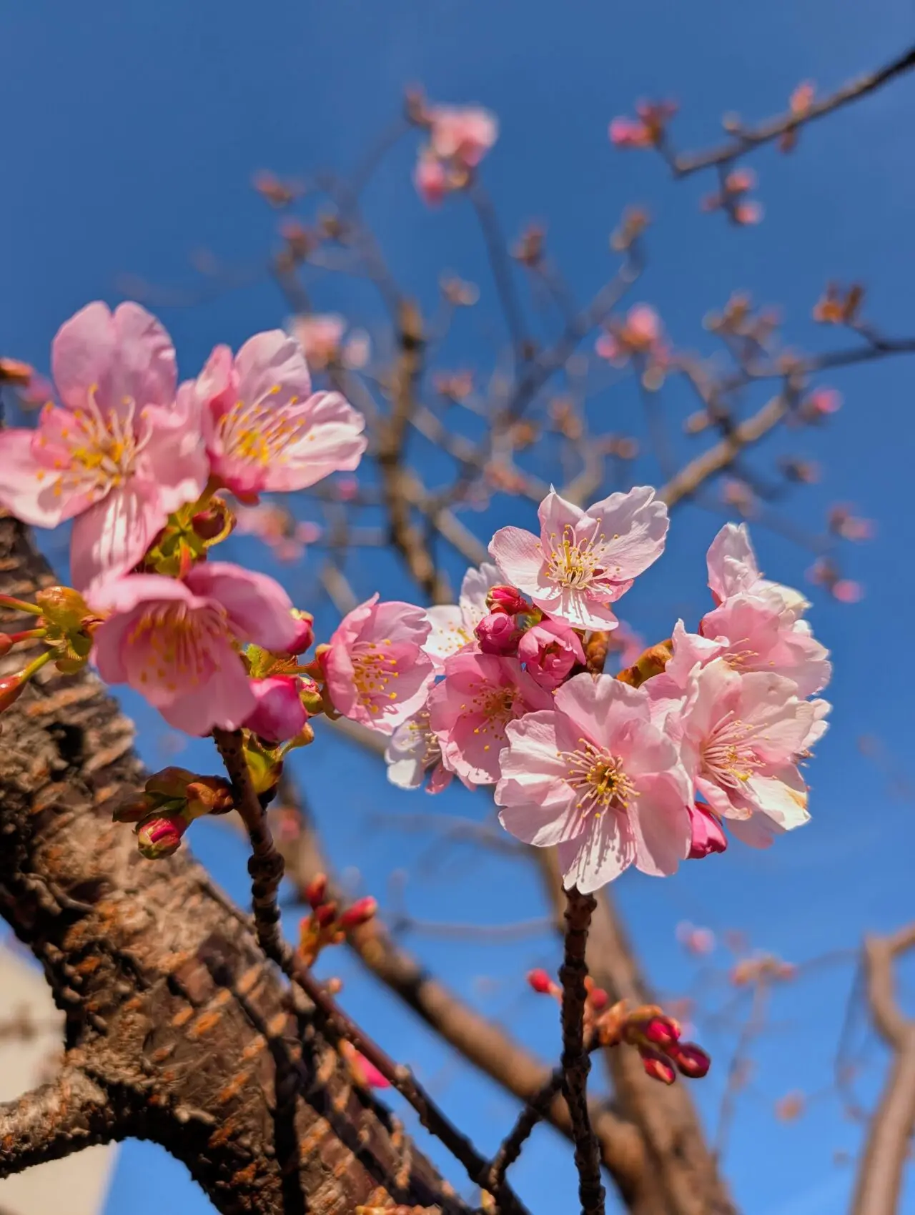 鎌ケ谷河津桜2026_桜１