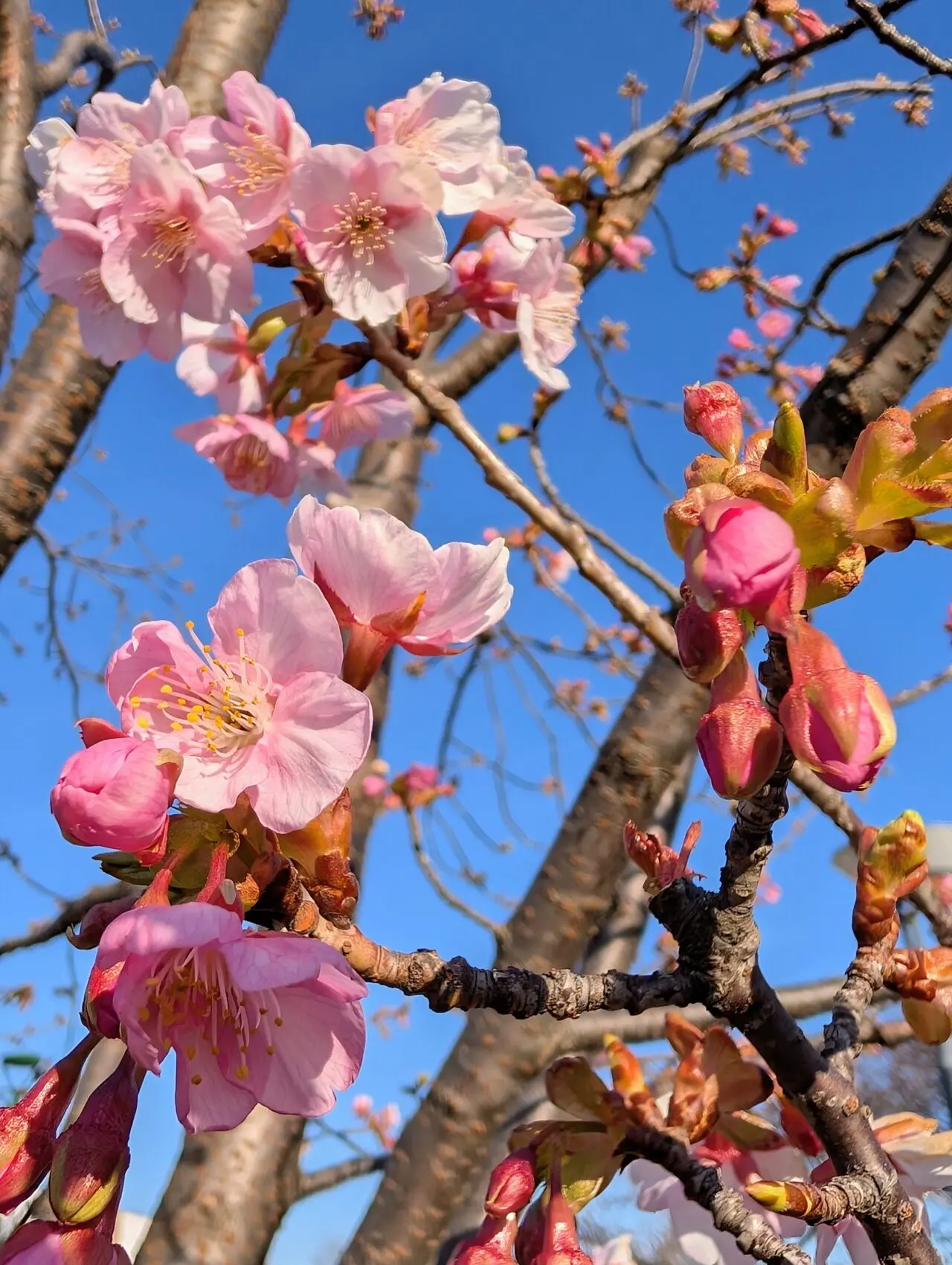 鎌ケ谷河津桜2026_桜２