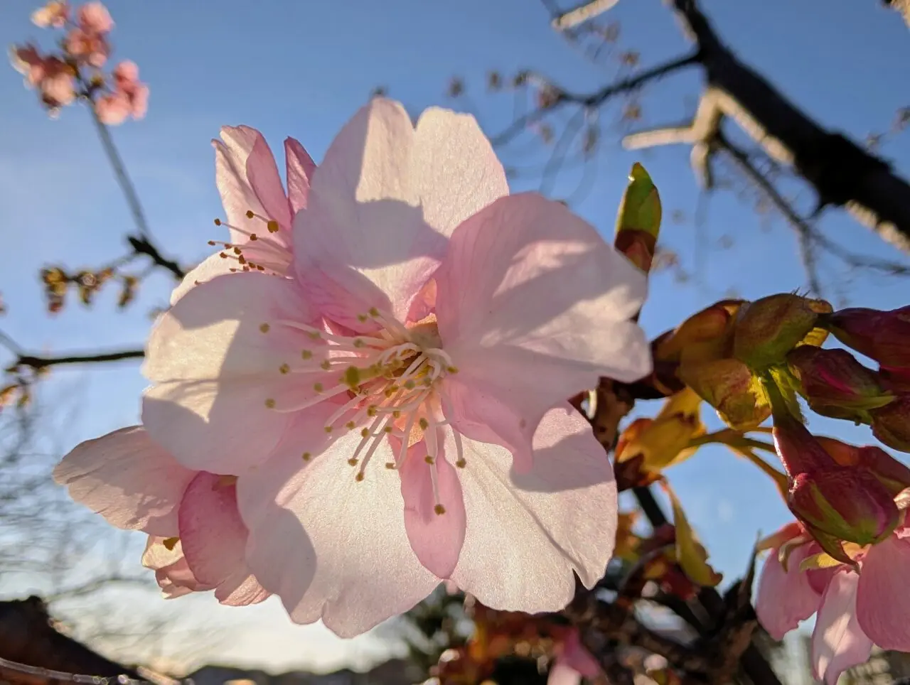 鎌ケ谷河津桜2026_桜３