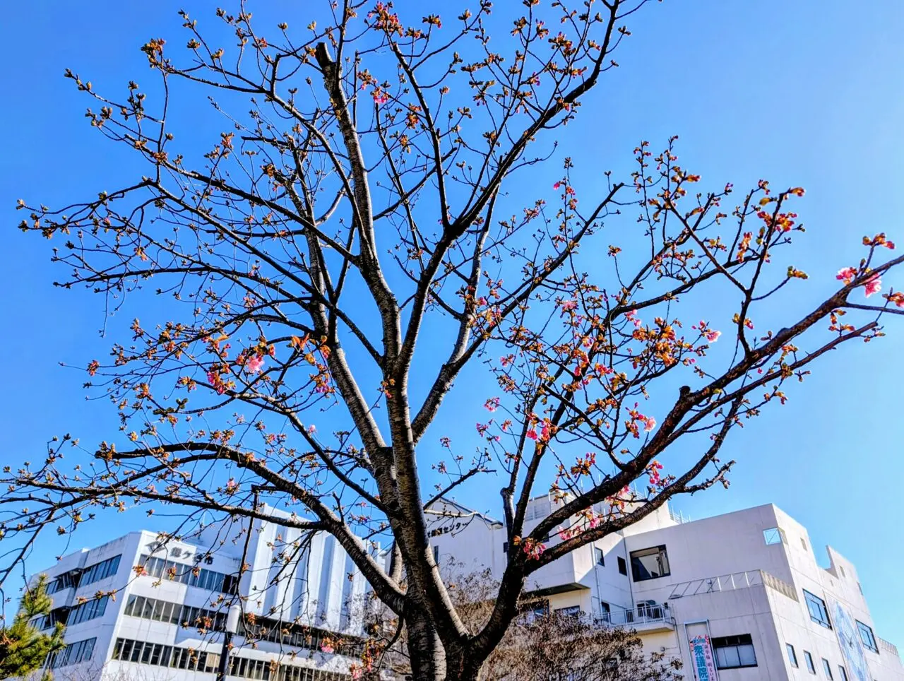鎌ケ谷河津桜2026_桜と市役所１