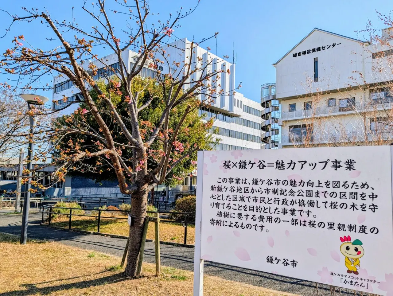 鎌ケ谷河津桜2026_桜と市役所２