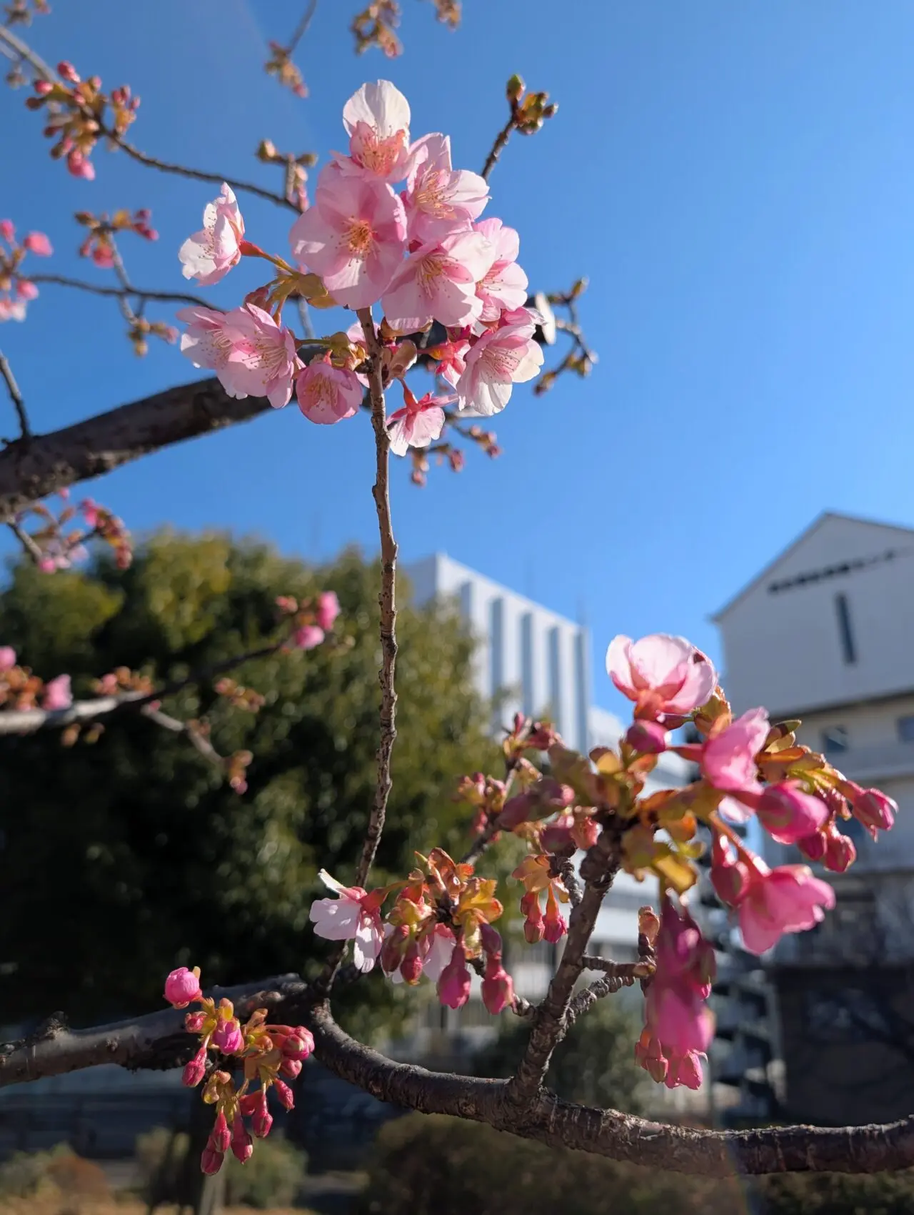 鎌ケ谷河津桜2026_桜と市役所３