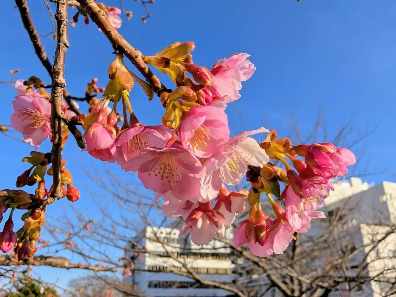 鎌ケ谷河津桜2026_桜と市役所４