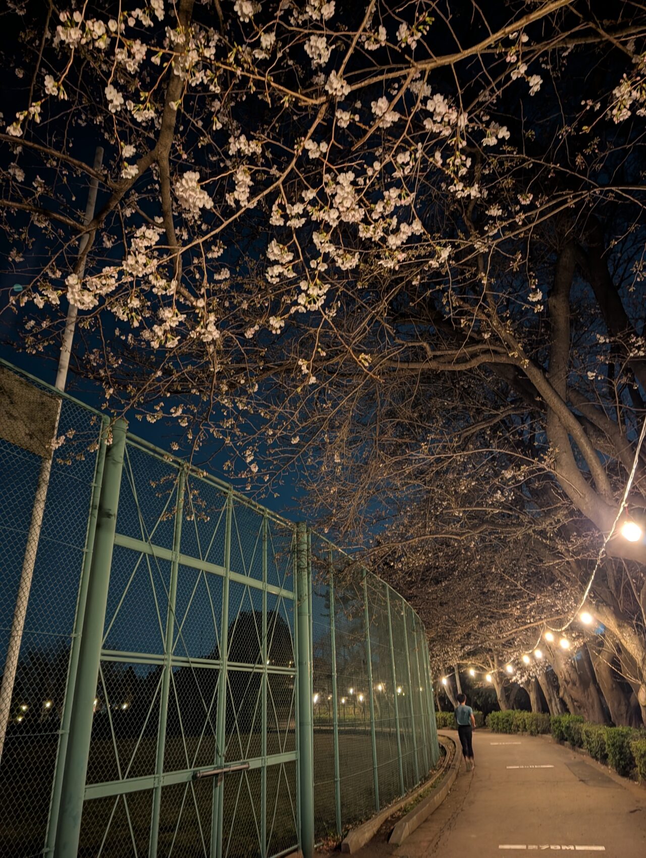 市制記念公園夜桜2026_公園内６