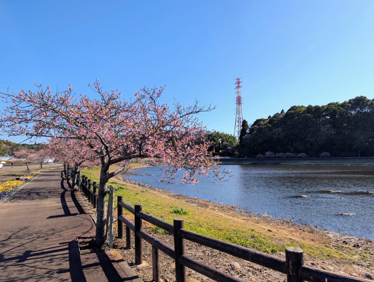 ひょうたん島池河津桜2026_池２
