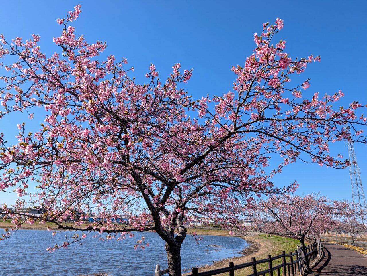 ひょうたん島池河津桜2026_桜１