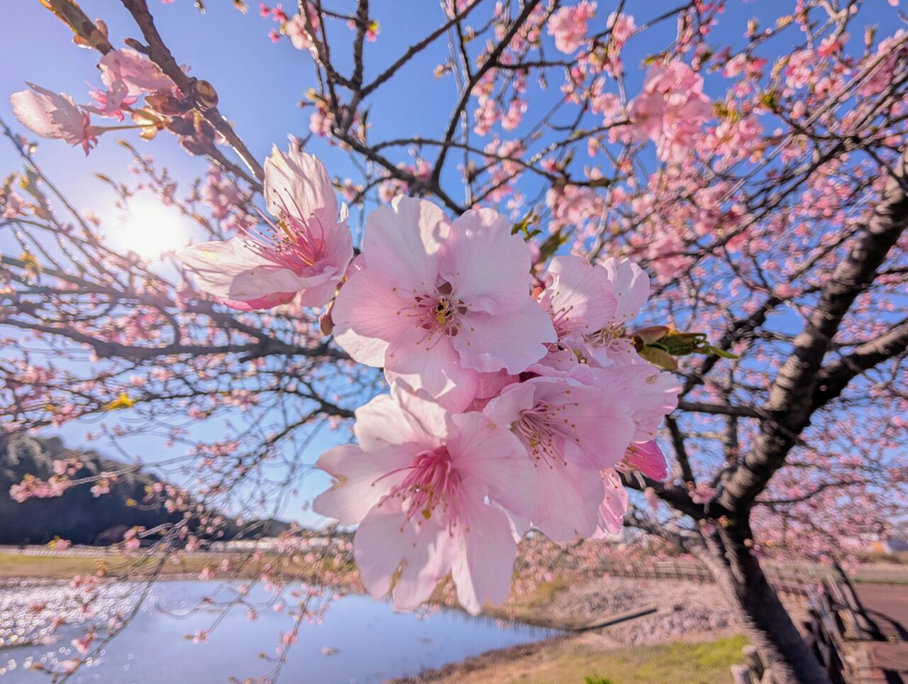 ひょうたん島池河津桜2026_桜３