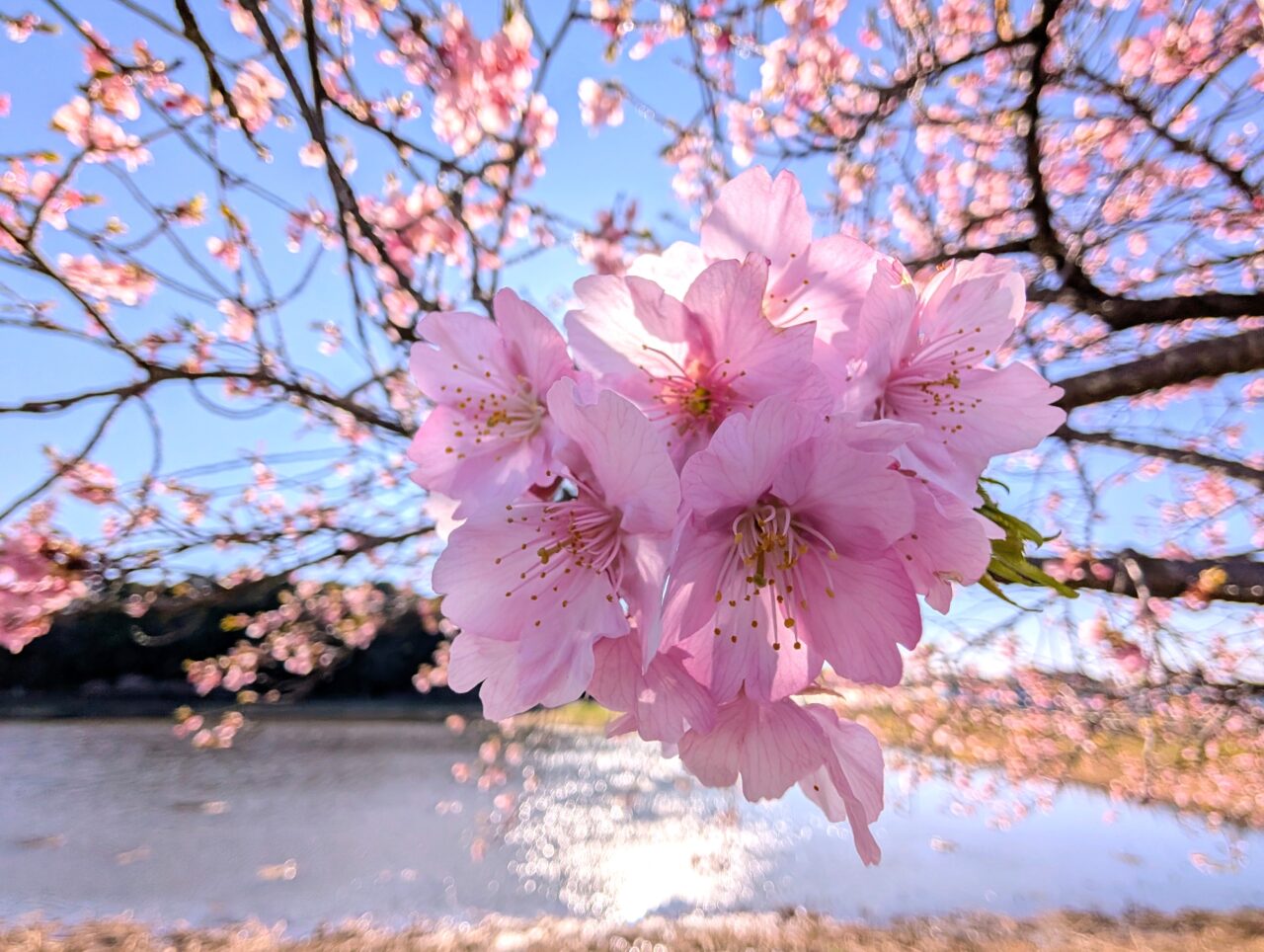 ひょうたん島池河津桜2026_桜４