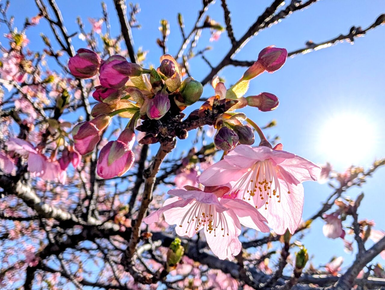 ひょうたん島池河津桜2026_桜４
