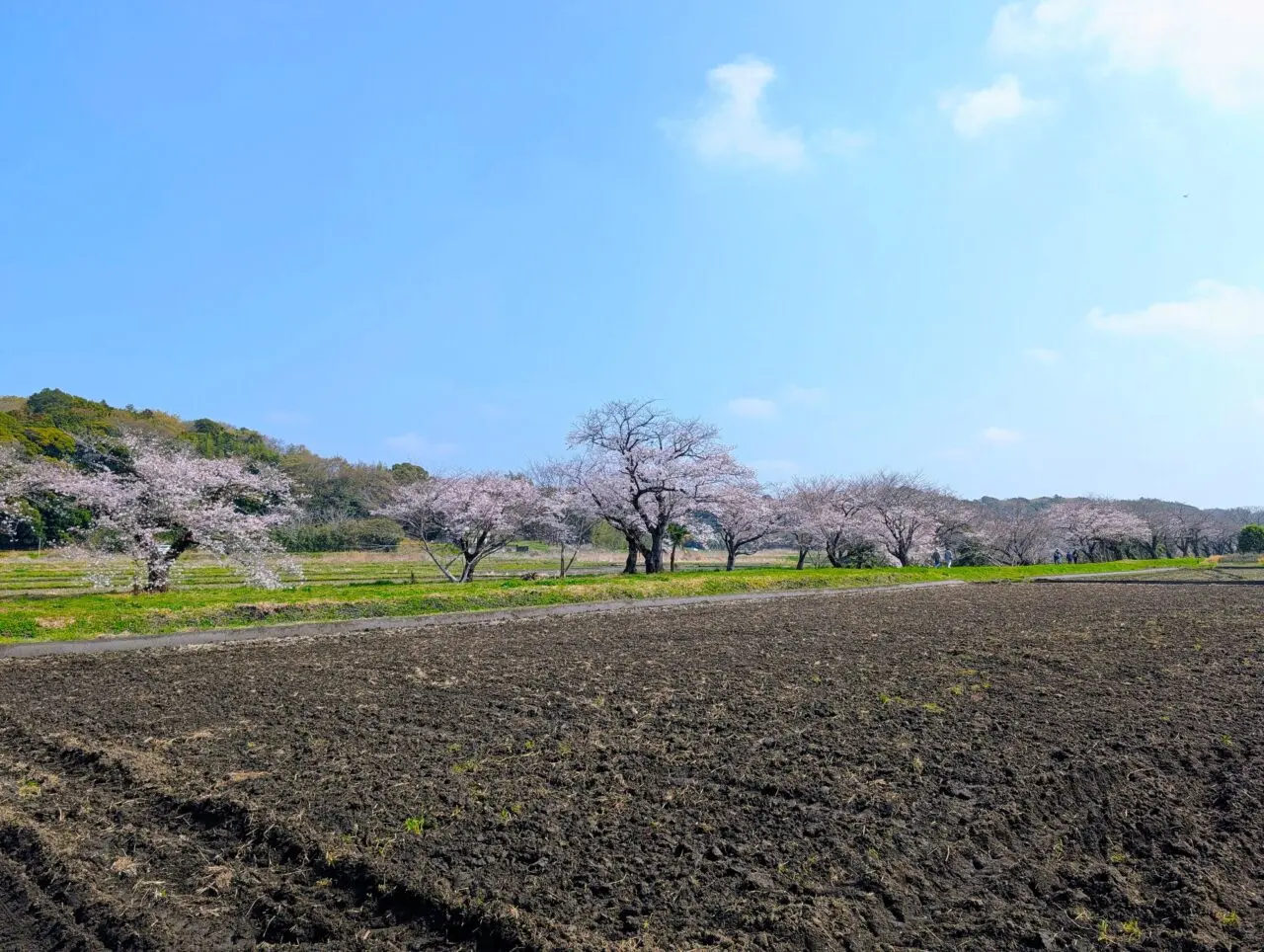 今井の桜2026_桜1