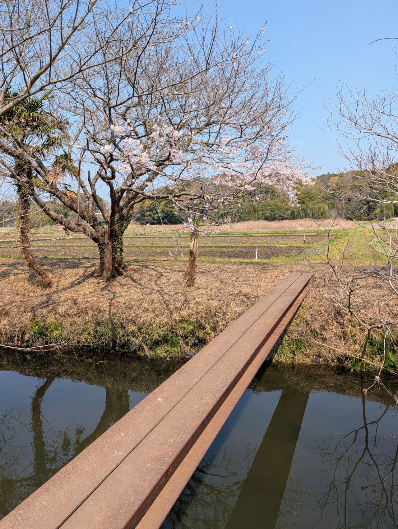 今井の桜2026_桜10