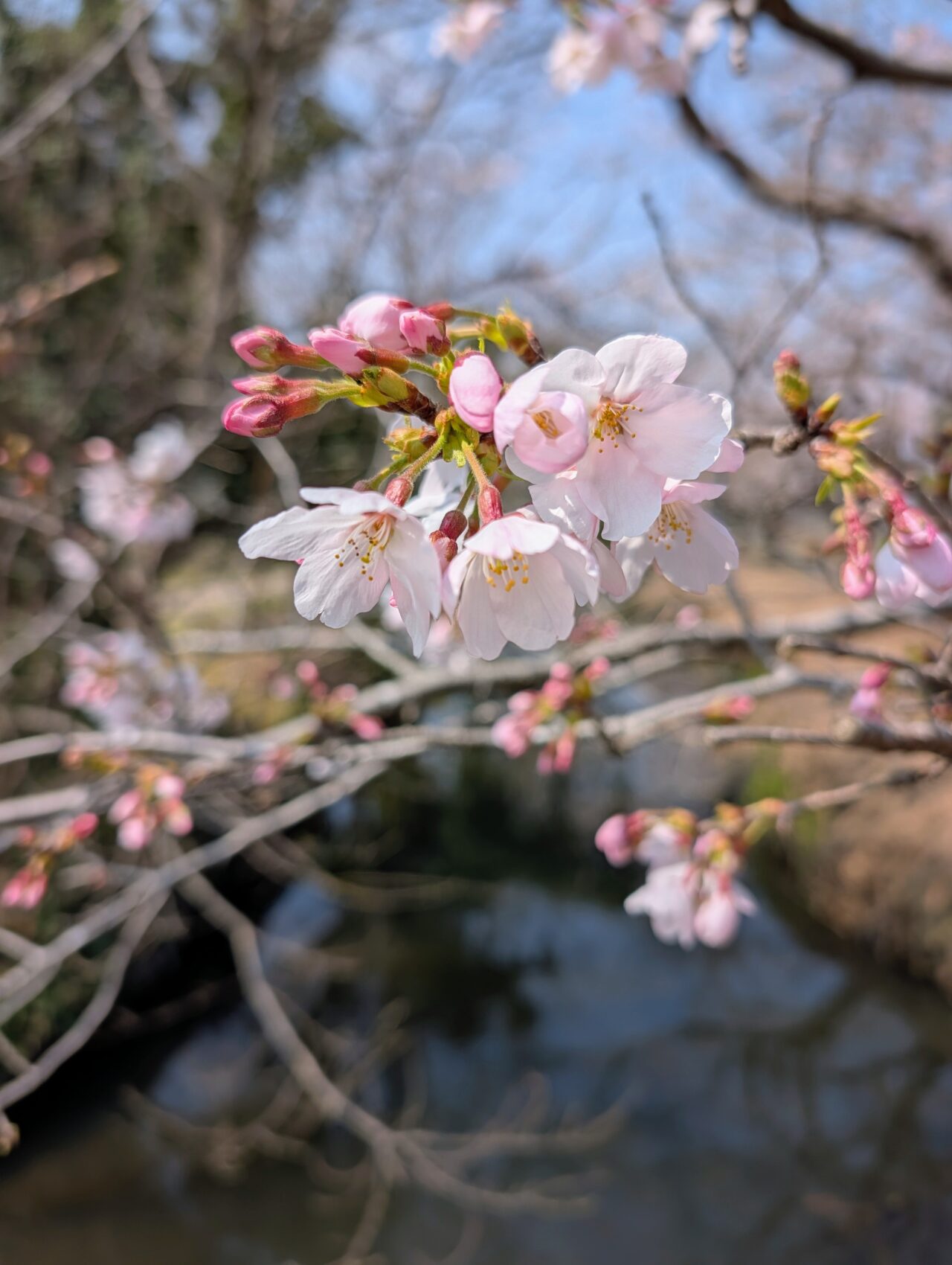 今井の桜2026_桜11