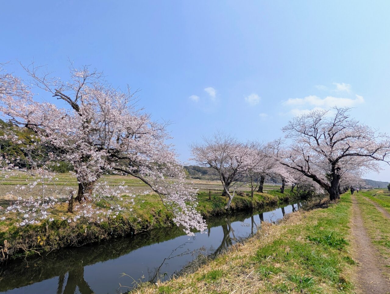 今井の桜2026_桜12