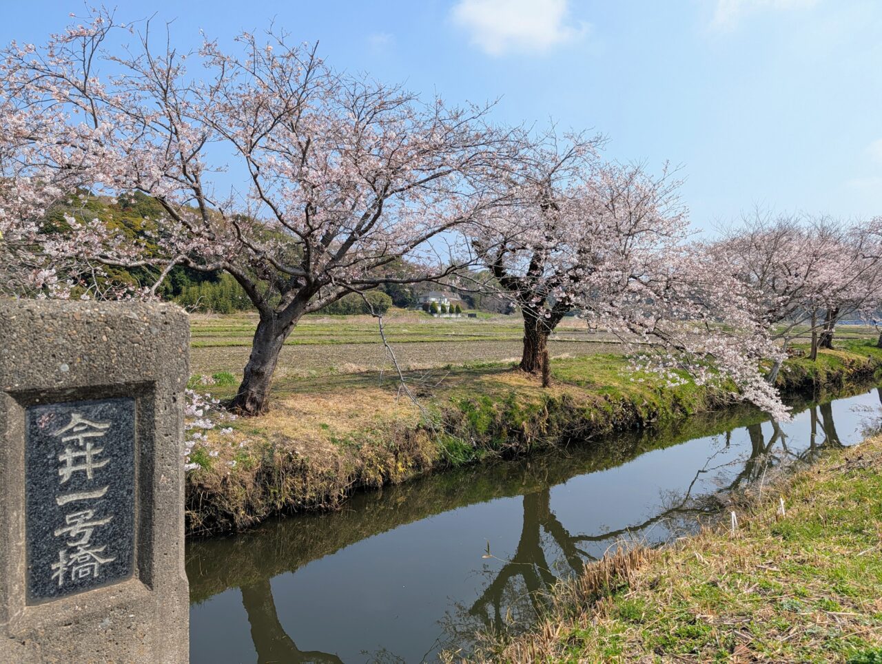 今井の桜2026_桜2