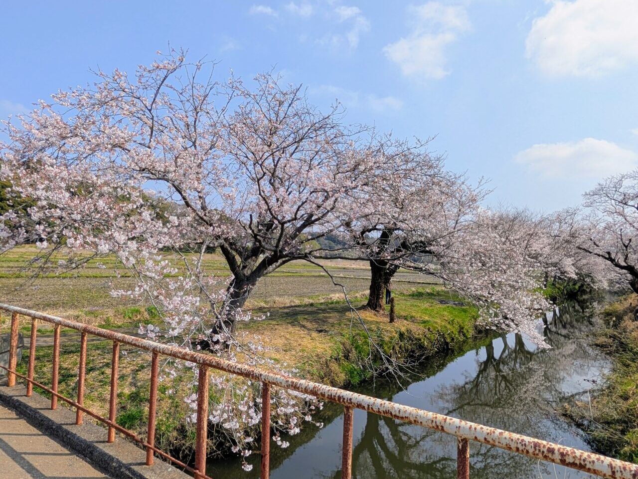 今井の桜2026_桜３