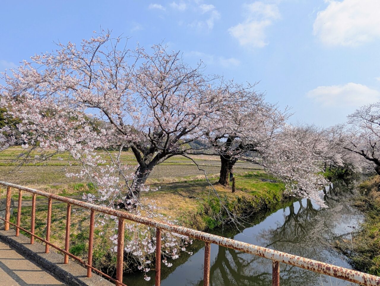 今井の桜2026_桜3