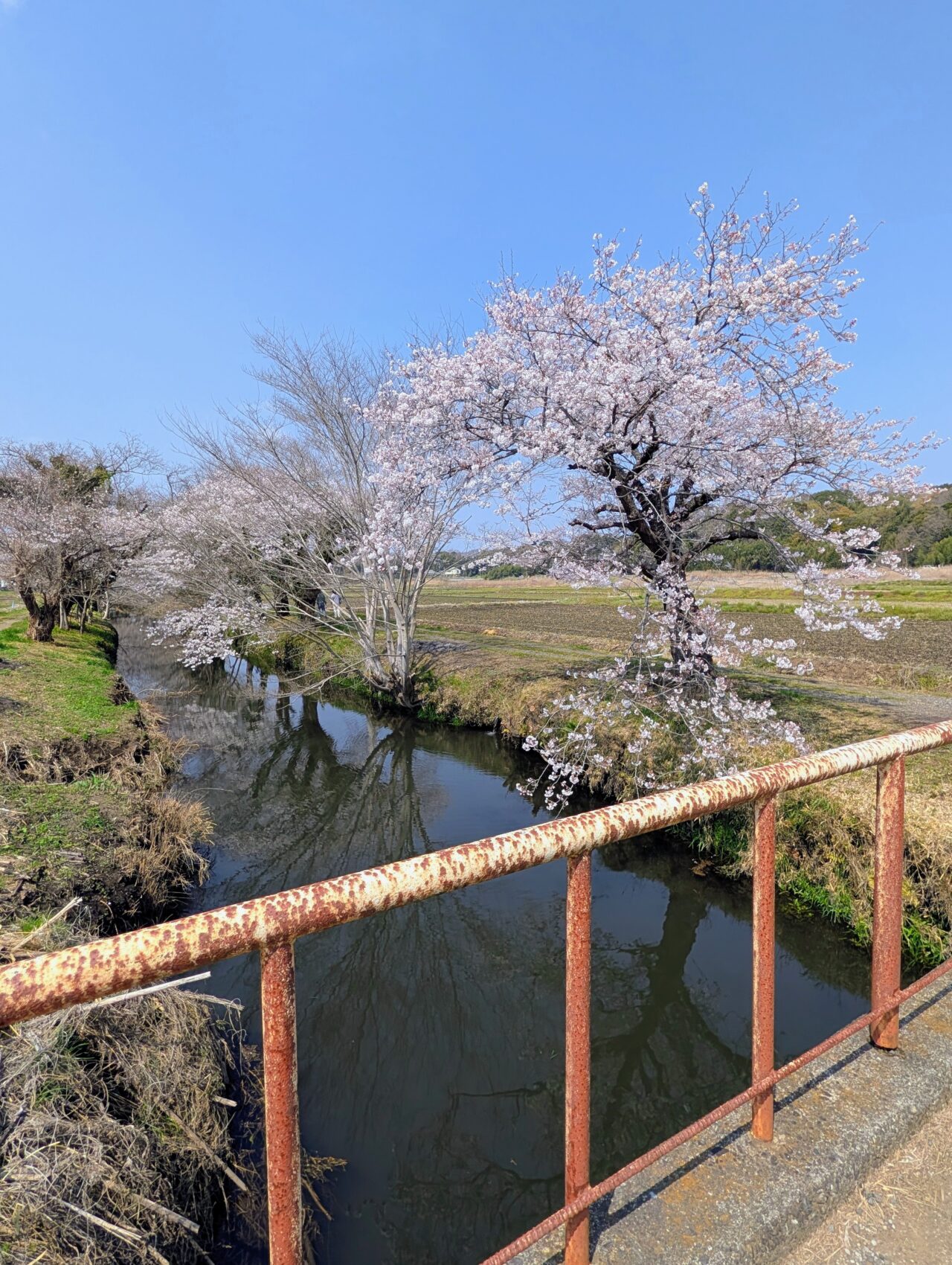 今井の桜2026_桜4
