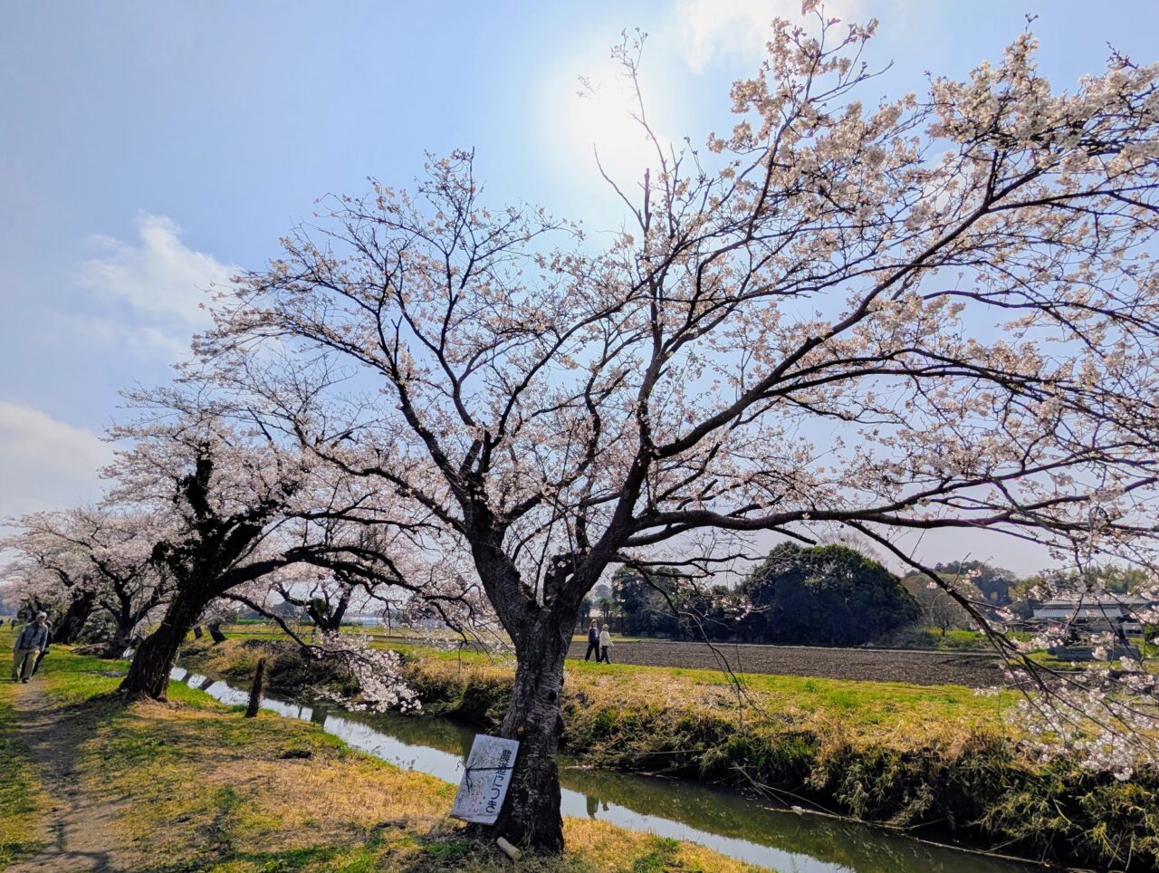 今井の桜2026_桜5